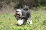 PETIT CHIEN LION 257